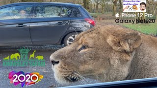 Knowsley Safari Review of Park 2020 with Incredible close up action with Lions Tigers amp Rhino [upl. by Rundgren323]