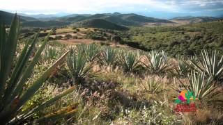 Mezcal Oro de Oaxaca Oficial [upl. by Ranip]