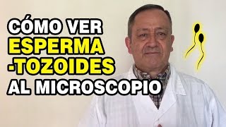 Cómo ver Espermatozoides al Microscopio Cuál es la importancia de estas células [upl. by Enylrac42]