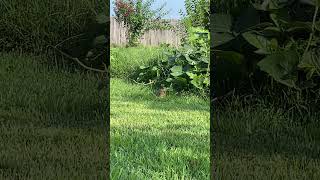 Loving On Some Cowpeas nature easterncottontail wildlife [upl. by Cowden]