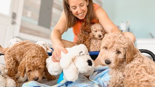 Mini Goldendoodles Puppies Prepare For Their Journey Home [upl. by Lorne]