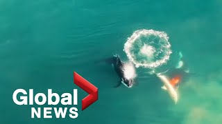 Killer whales caught on camera hunting catching great white shark [upl. by Driskill]