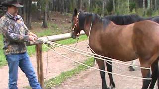 How to tie up a horses hind leg with a Scotch hobble [upl. by Sirdna]