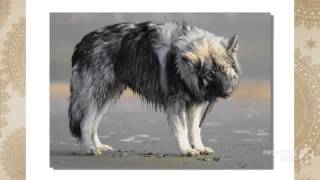 American Alsatian Dog breed [upl. by Ahsiym]