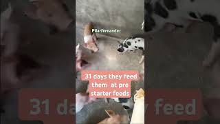 31 days piglets feed them at pre starter feedsPILARFERNANDEZ [upl. by Idner]