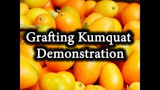 HOW To Graft CITRUS Tree Grafting Kumquat Demonstration [upl. by Enatan871]