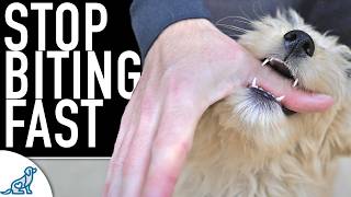 5 Ways You Are Making The Puppy Biting Worse [upl. by Anh]