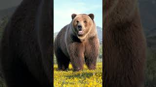 💥Oso Polar Vs Oso Grizzly – cual es más poderoso [upl. by Ahsenwahs383]