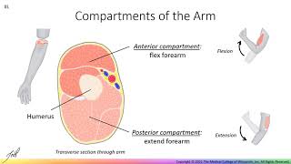 Gross Anatomy of the Arm [upl. by Harlin]