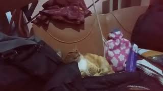 DUEL SENGIT KUCING 265 [upl. by Angy]