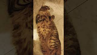 CAMILLO SI CHILLA cat gattidivertenti funnyvideo catlover pets cats catshorts funntcats [upl. by Aikahs208]