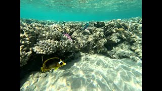 Snorkeling Makadi Bay Fort Arabesque house reef Red Sea EGYPT [upl. by Troy]