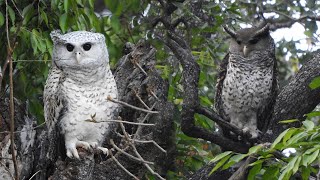 Spotbellied EagleOwl defends its nest  Western Ghats  Kerala [upl. by Joscelin]