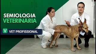 Semiologia Veterinária l VET Profissional [upl. by Lednik668]