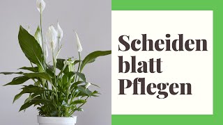 Scheidenblatt Pflegen  So gehts [upl. by Akiret]