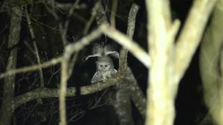 Spotbellied Eagleowl Chiang Mai APR 24 2016 [upl. by Osborn975]