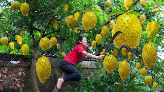 Harvesting Golden Soursop Annona muricata Make delicious Soursop smoothie Goes to the market sell [upl. by Brent]