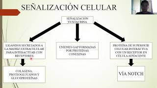 EMBRIOLOGÍA INTRODUCCIÓN A LA REGULACIÓN Y SEÑALIZACIÓN MOLECULARES [upl. by Aihsekram]