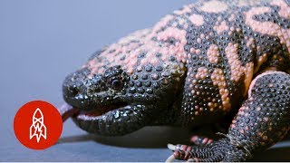 Up Close with Gila Monsters [upl. by Oram]