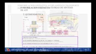 Lec006 Fosforilación Oxidativa I umh1024 [upl. by Juan]