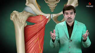 Obturator nerve Anatomy Animation  Origin Course  Innervation and Clinical application [upl. by Ecneret]