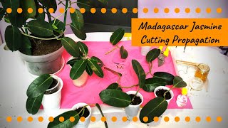 Madagascar Jasmine Propagation Through Cuttings  4 ways  Part II [upl. by Libnah]