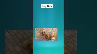 Dog Quiz [upl. by Zurkow]