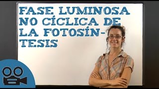 Fase luminosa no cíclica de la fotosíntesis [upl. by Airotahs81]