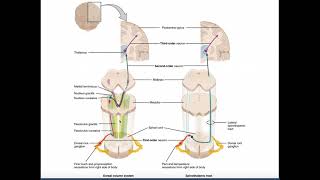 Medulla oblongata simplified sections of internal structure [upl. by Aihsa390]