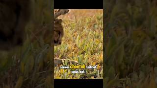 Cheetah kaki nya patah shorts shortvideo [upl. by Donegan587]