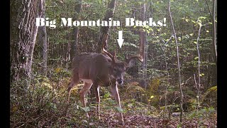 Hunting Mountain Bucks On Public Land [upl. by Klatt]