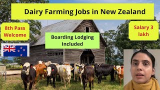 Dairy Farming Jobs in New Zealand  Dairy farm Job in NZHow to find Job in NZ Dairy Farm [upl. by Ynnaf]