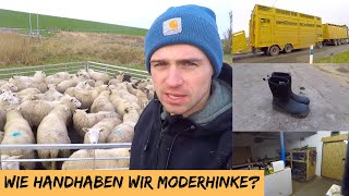 Wie handhaben wir Moderhinke  DEICHVLOG 33 [upl. by Nakhsa]