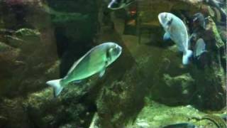 Gilthead Bream Sparus Aurata [upl. by Merrile]