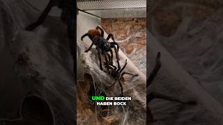 Review der Chromatopelma cyaneopubescens Verpaarung shorts green blue orange spiderlove reels [upl. by Nywrad]