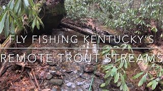 Fly Fishing Kentuckys Red River Gorge — Small Stream Trout Fishing [upl. by Innis]