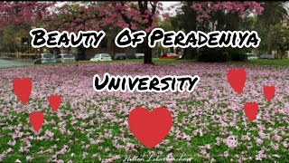 Beauty Of Peradeniya University Yan yan yan heeneta awidan yan [upl. by Anialeh]