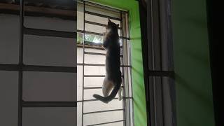 Cat peeking out the window to see her lover cat kitten baby funnycats cute cutebaby cutecat [upl. by Eednarb]