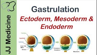 Gastrulation  Formation of Germ Layers  Ectoderm Mesoderm and Endoderm [upl. by Sedgewick]