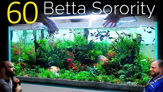 60 Betta Fish Sorority 1 Aquarium EPIC 4ft co2 Injected Planted Aquascape Tutorial [upl. by Gregson]