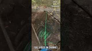 Tree Roots High pressure excitement Blocked Drain 224 shorts plumbing drain [upl. by Eon]