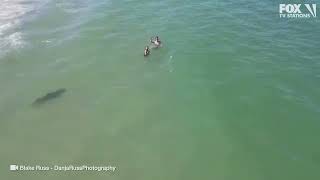 Drone video Lone shark quietly swims by unsuspecting swimmers at Florida beach [upl. by Cissie74]