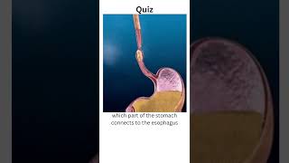 which part of the stomach connects to the esophagusanatomyshortsfeedshortsquiz [upl. by Deane]