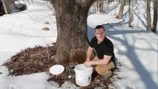 How to Make Maple Syrup [upl. by Hacim]