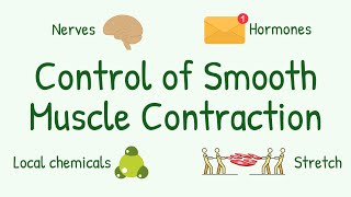 What Controls Smooth Muscles Activities Nervous amp Hormonal Control of Smooth Muscle Contraction [upl. by Eitsirhc]