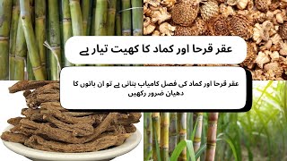 sugarcane amp Akarkra Farmingعقر قرحا اور کماد کی فصل کامیاب بنانی ہے تو ان باتوں کا دھیان ضرور رکھیں [upl. by Chee879]