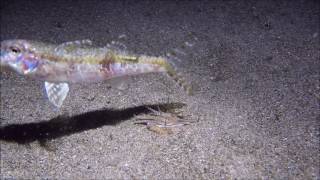 Bobbit Worm Hunts for Food in the Night [upl. by Aihsena979]