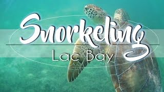 BEST Turtle Snorkeling In The Caribbean  Bonaire [upl. by Iztim]