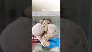 Uterus with fetus specimrn mounting video😨👍🏻baby fetus babyshorts museum cutebaby uterus [upl. by Nicram]