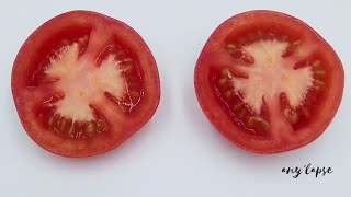 Rotting Tomato Timelapse [upl. by Peppard]